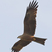 Black Kite